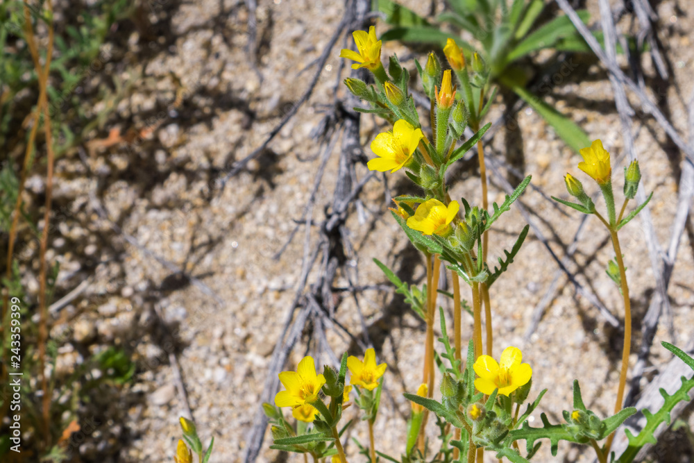 Obraz premium Golden Linanthus (Leptosiphon aureus) blooming in Joshua Tree National Park, California