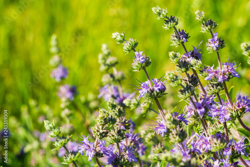 Cleveland sage (Salvia clevelandii) flowers growing on a meadow in spring, California