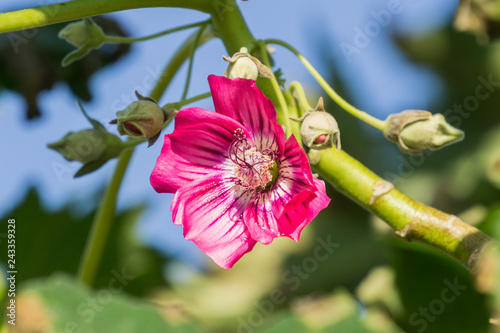 Close up of Island Tree Mallow (Malva assurgentiflora), Ulistac Natural Area, California photo