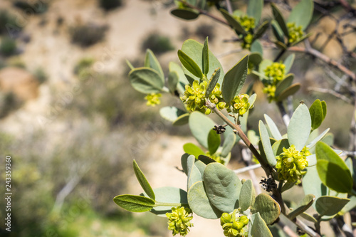Bild auf Leinwand Close up of flowering Jojoba (Simmondsia chinensis) branch, Joshua Tree National