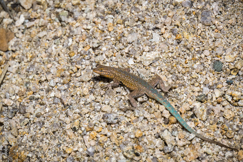 Close up of common side-blotched lizard (Uta stansburiana), Joshua Tree National Park, California