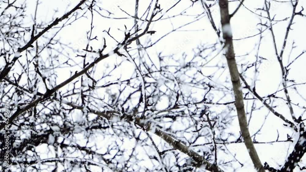 Winter landscape. Close-up shot of snow falling on leafless tree branches against cloudy sky. Slow motion. HD Winter landscape. Close-up shot of snow falling on leafless tree branches against cloudy sky. Slow motion. HD