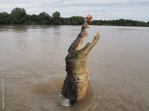 Krokodil photo