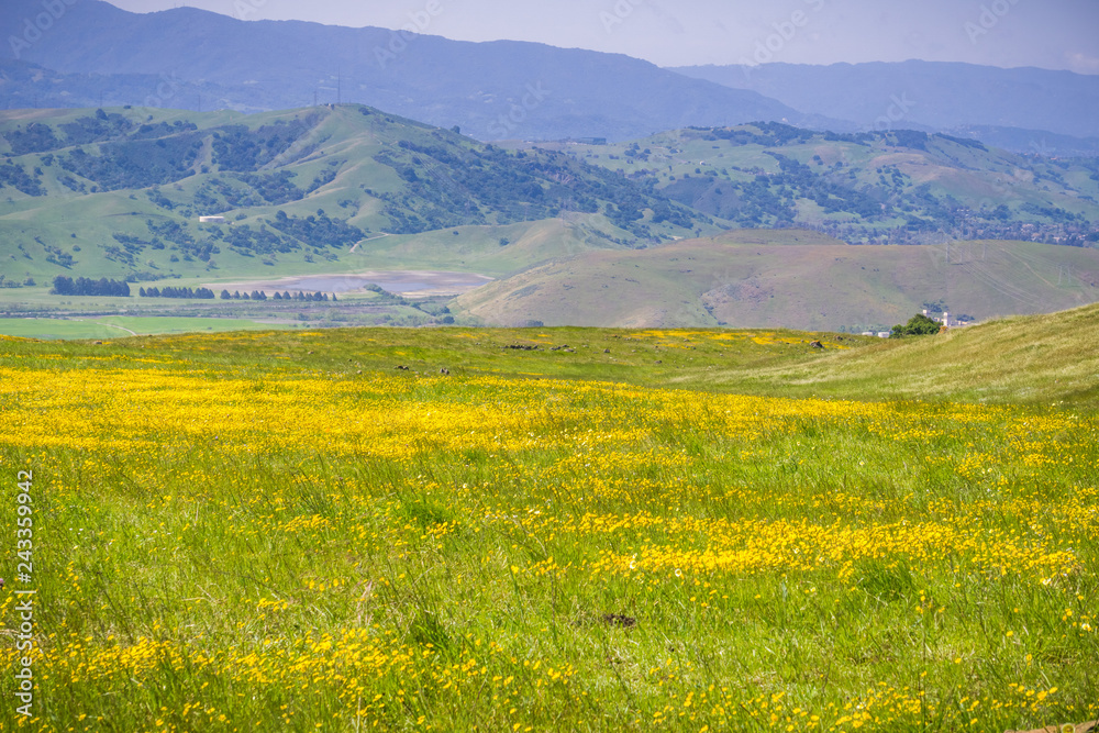 Goldfield wildflowers blooming on serpentine soil in south San Francisco bay, San Jose, California