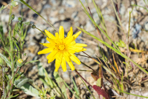 Close up of California Dandelion (Agoseris grandiflora) blooming in spring, California photo