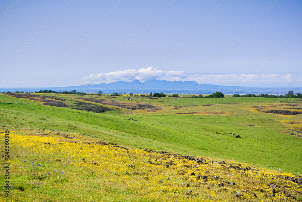 Wildflowers blooming and green grass growing on the rocky soil of North Table Mountain, Oroville, California