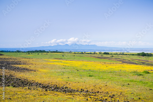 Goldfields wildflowers blooming on the rocky soil of North Table Mountain, Oroville, California