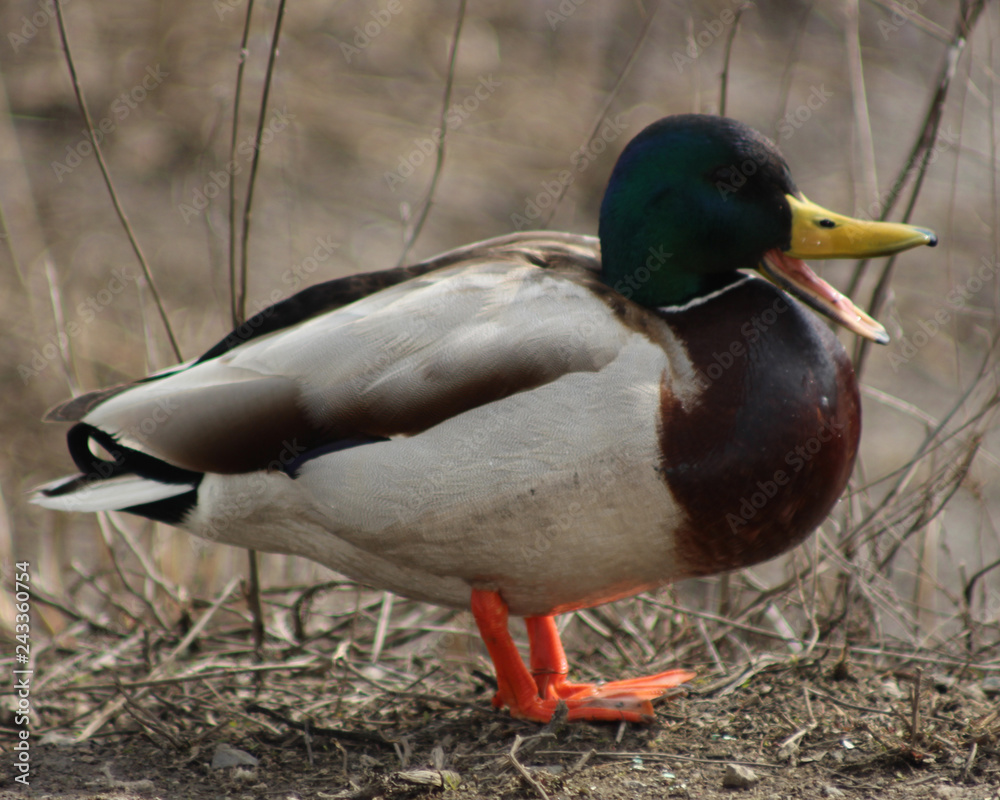 Wild duck for a walk