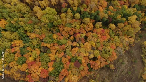 The palette of the autumn forest