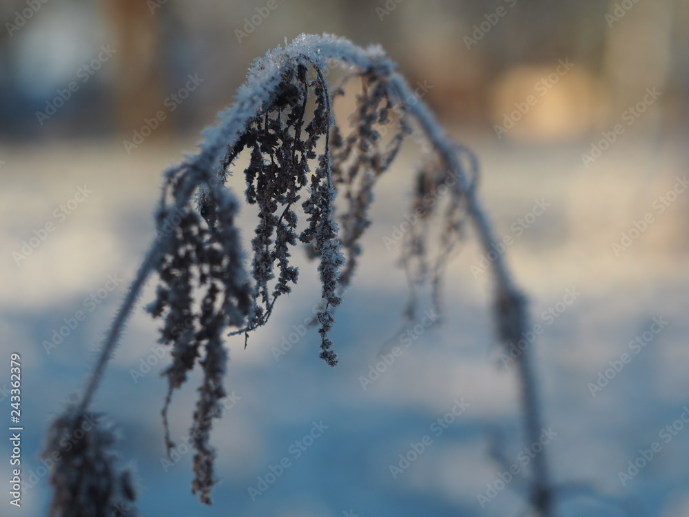 Bended nettle stem, covered with frost Bended nettle stem, covered with frost