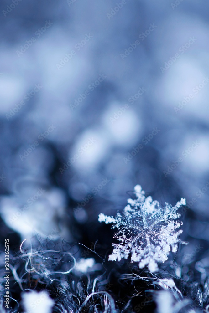 Snowflake in winter during a snowfall with nice color tones Snowflake in winter during a snowfall with nice color tones