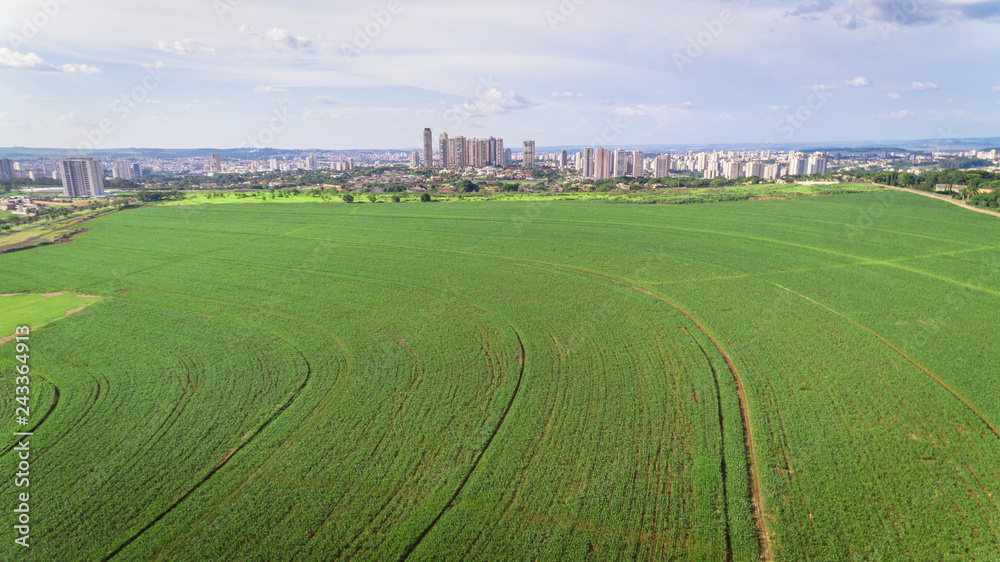 Aerial image of sugarcane plantation near area of a big city.