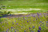 Blue dick (Dichelostemma capitatum) wildflowers blooming on a meadow, North Table Mountain, Oroville, California