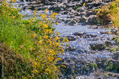 Photography Seep monkey flower (Mimulus guttatus) blooming on the shores of a creek, North T