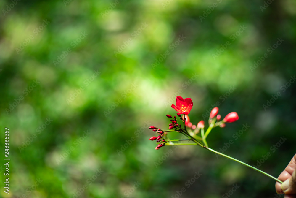 Branch of buds and red flower. Twig of sprouts and red flower on a blurred green background. Branch of buds and red flower. Twig of sprouts and red flower on a blurred green background.