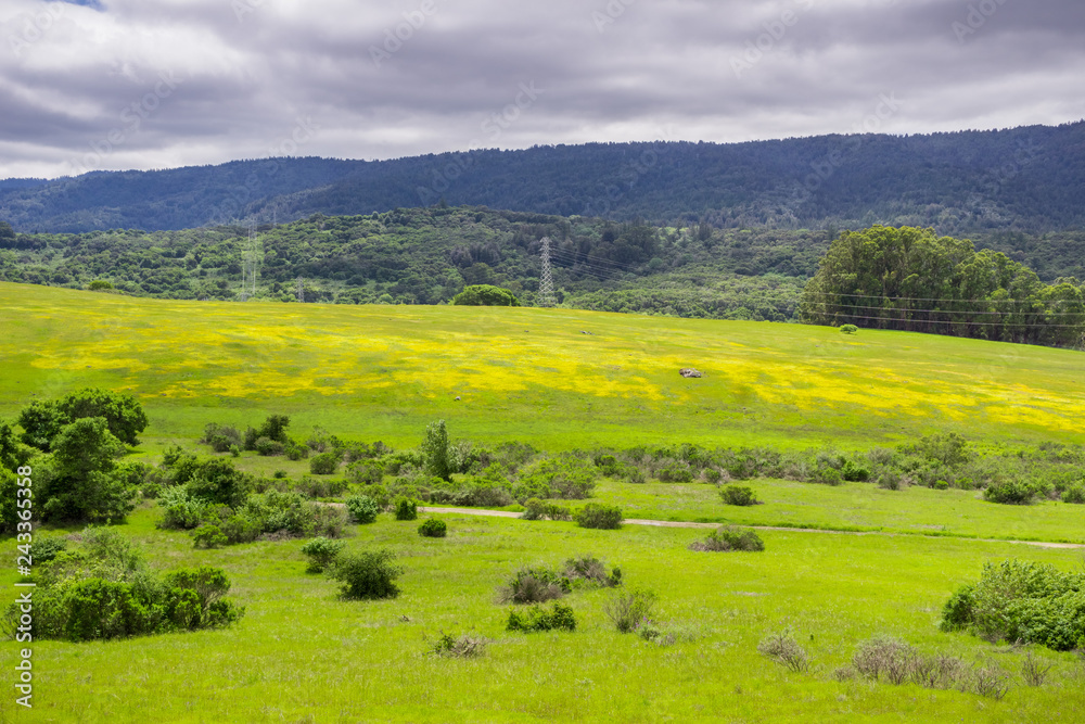 Wildflowers on the verdant hills on Edgewood County Park, San Francisco bay, California