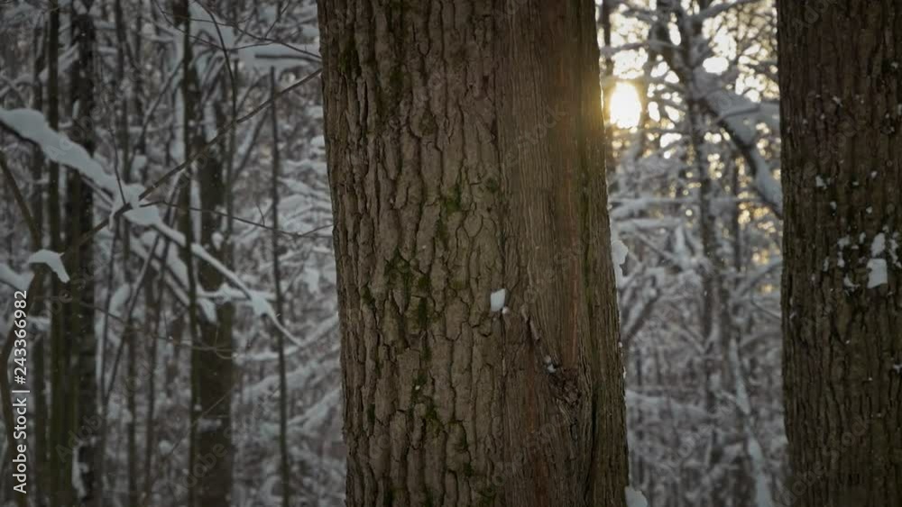snow falls slowly against the background of a tree trunk and the setting sun snow falls slowly against the background of a tree trunk and the setting sun