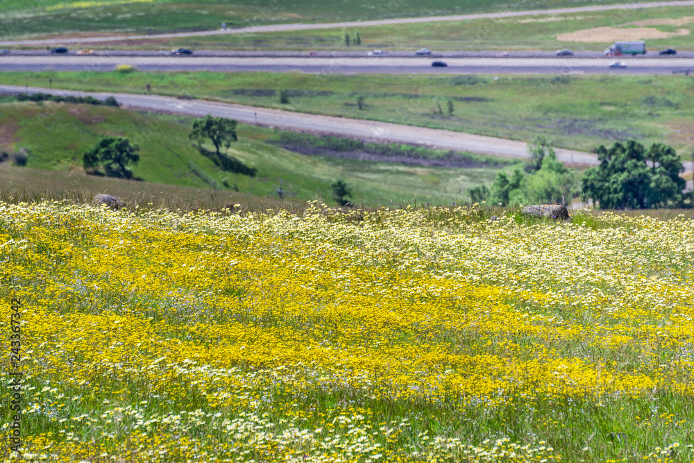 Meadow full of goldfield wildflowers; freeway in the background, south San Francisco bay area, California
