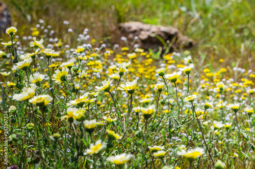 Layia platyglossa wildflowers (commonly called coastal tidytips) on field, California photo