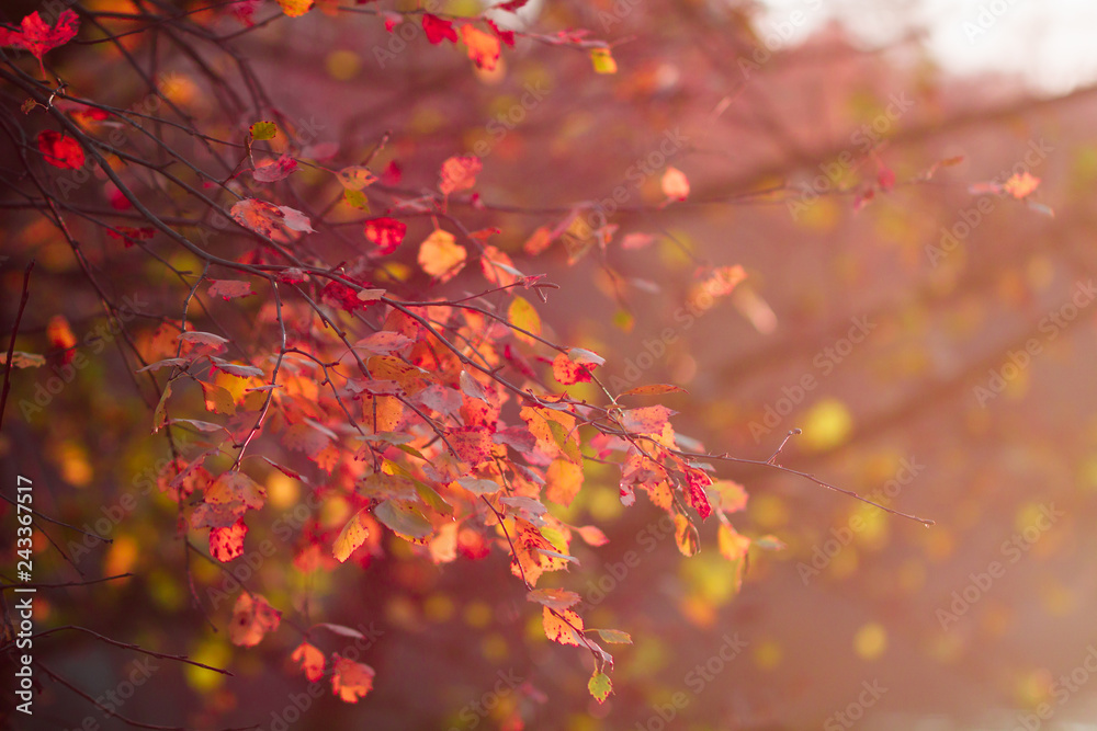 Birch branches with red foliage in an autumn forest against sunlight.