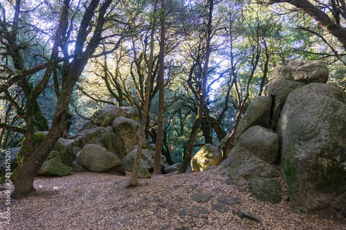 Shaded forest on a sunny morning, light filtering through the forest, Castle Rock State park, Santa Cruz mountains, San Francisco bay area, California