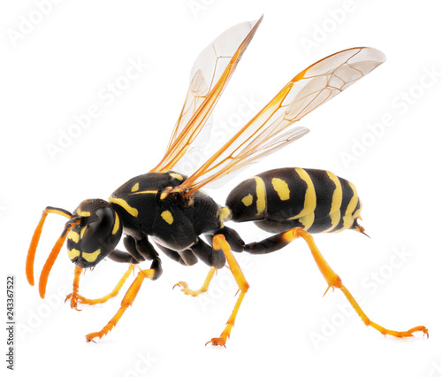 macro shot of wasp isolated on white background. Close up of wasp insect