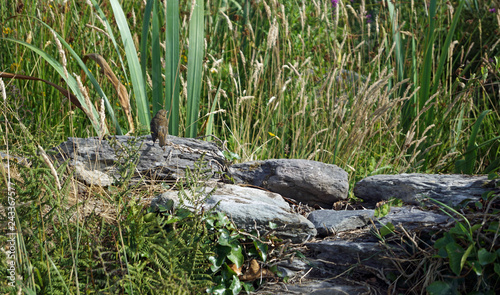 bird at the ballycarbery castle photo