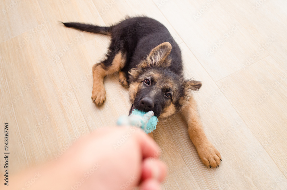 Happy german shepherd puppy playing with a toy in wood floor - obrazy, fototapety, plakaty 