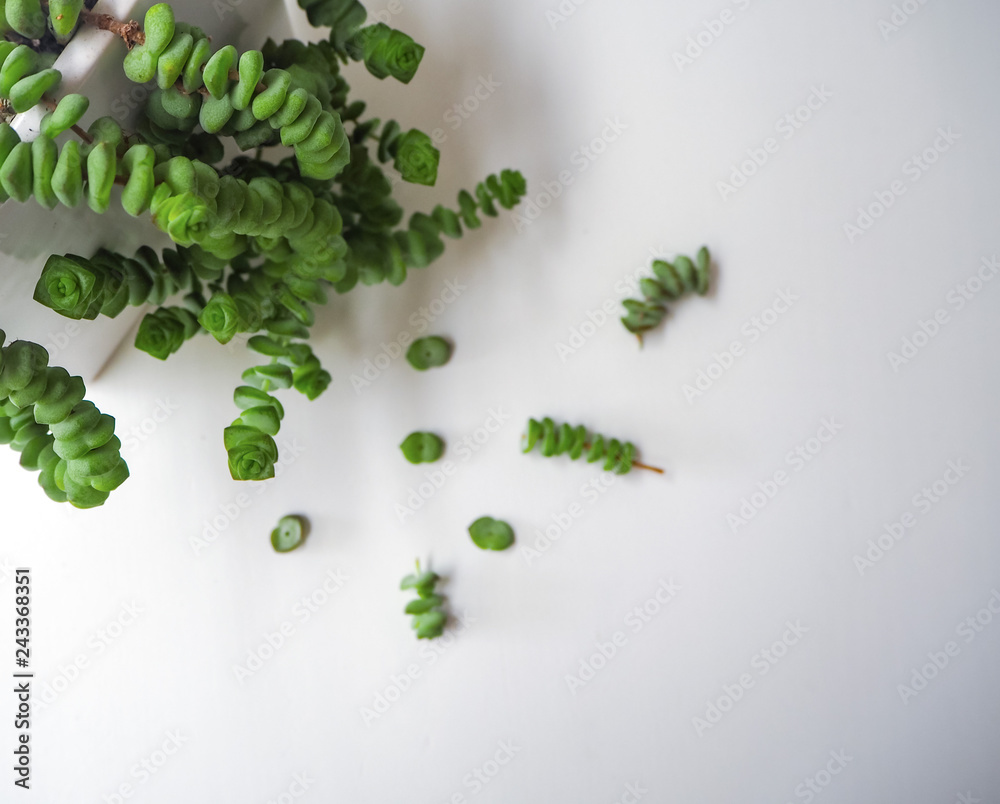 Jade necklace succulent plant with small cuttings next to it on a white wooden background, ready to be propagated Jade necklace succulent plant with small cuttings next to it on a white wooden background, ready to be propagated
