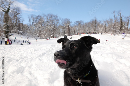 Black dog with tongue poking out with snowy, blue sky background.