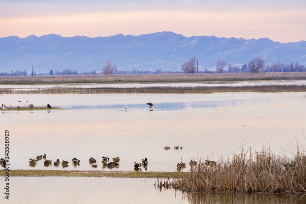 Wildlife viewing at the restored wetlands of Sacramento National Wildlife Refuge; young bald eagle eating a goose in the middle of a shallow pond; California