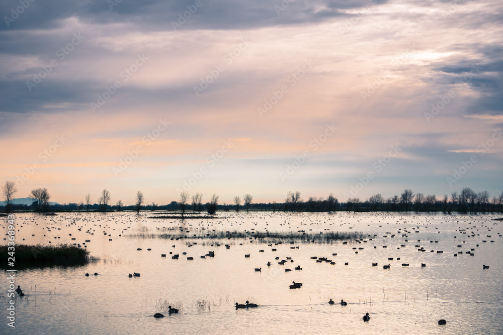 Waterfowl wintering on the ponds of Llano Seco Unit, Sacramento National Wildlife Refuge, California Waterfowl wintering on the ponds of Llano Seco Unit, Sacramento National Wildlife Refuge, California