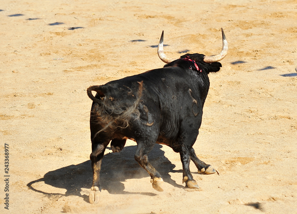 bull in spain bull in spain