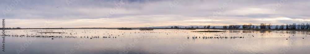 Sunset panoramic view of the marshes of Colusa Wildlife Refuge; flocks of snow geese resting in the shallow waters; Sacramento National Wildlife Refuge, California