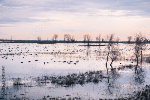 Waterfowl wintering on the ponds of Llano Seco Unit, Sacramento National Wildlife Refuge, California © Sundry Photography