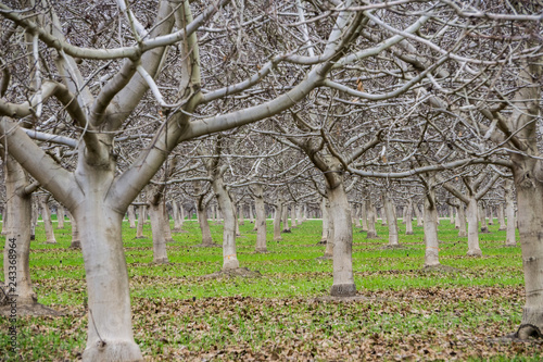 Leafless fruit trees on a winter day  Sacramento valley  California