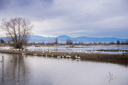 Waterfowl wintering on the ponds of Colusa Wildlife Refuge, Sacramento National Wildlife Refuge, California photo