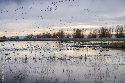 Flocks of snow geese resting in the shallow ponds of Colusa Wildlife Refuge; Sacramento National Wildlife Refuge, California photo