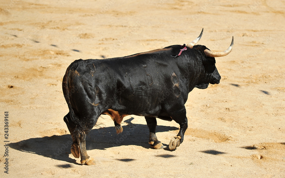 toro negro español toro negro español