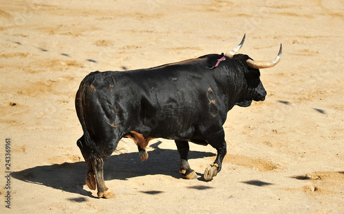 toro negro español