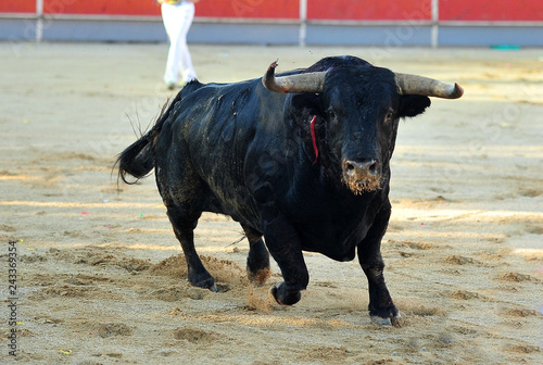 toro negro español