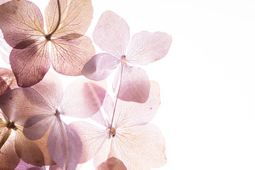 pink hydrangea flowers on the white background. floristic concept