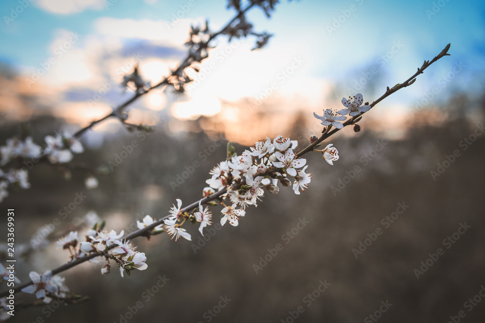 Kirschblüte Kirschblüte