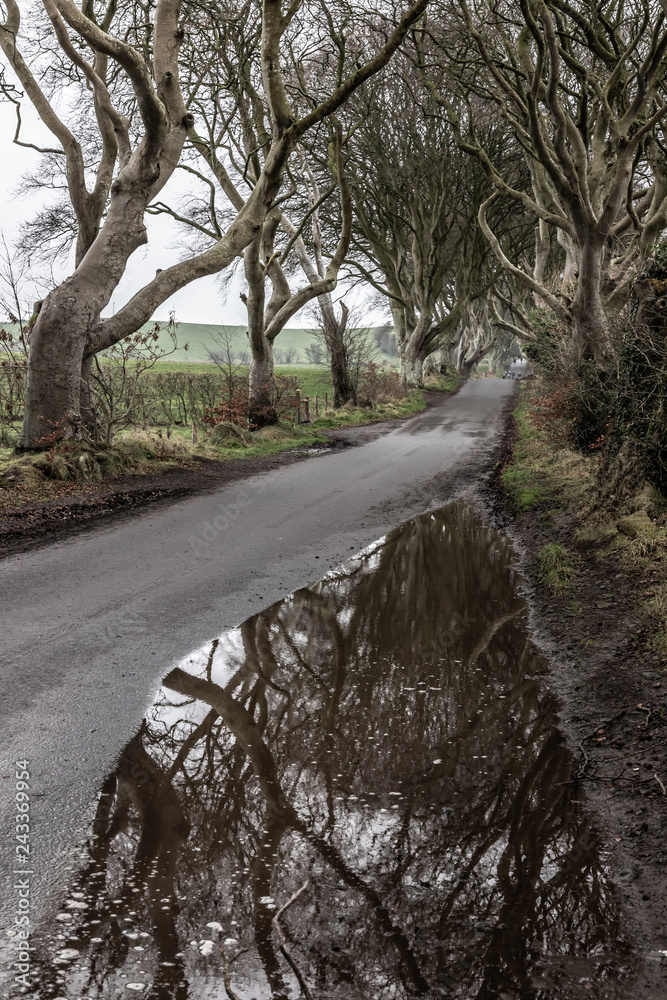 Fototapeta premium Dark hedges road and farm field