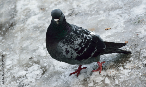 Pigeon on the snow 