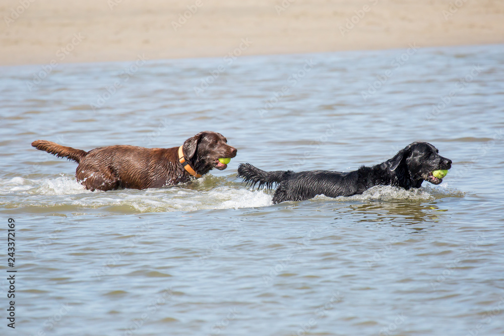 Hunde spielen mit Bällen im Meer