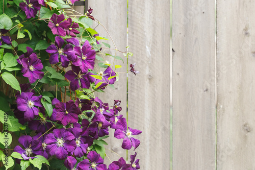 Violet Clematis Flowers with copy space