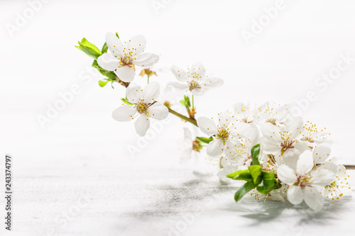 Cherry plum branch in blossom on white