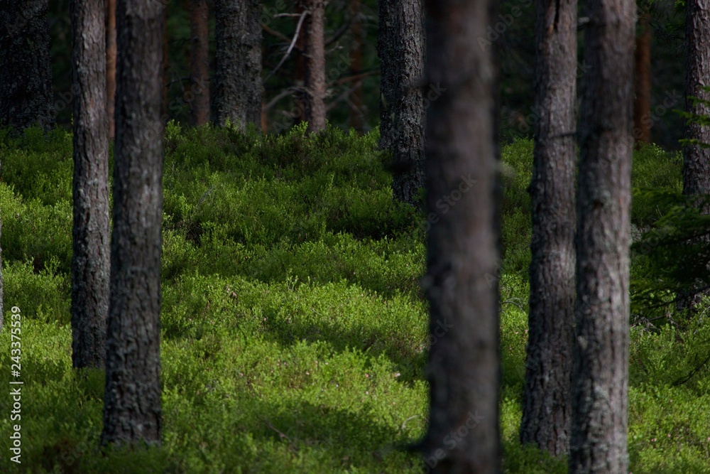 bilberry forest bilberry forest