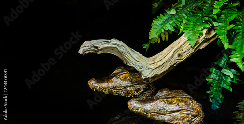 two juvenile dwarf caiman alligators together in the water in the dark, nocturnal animals from america photo